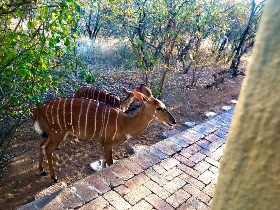 The Bush Hut Villa Hoedspruit Ngoại thất bức ảnh
